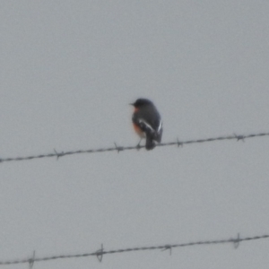 Petroica phoenicea at Paddys River, ACT - 22 Apr 2018 10:04 AM