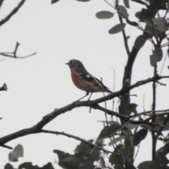 Petroica boodang at Paddys River, ACT - 22 Apr 2018