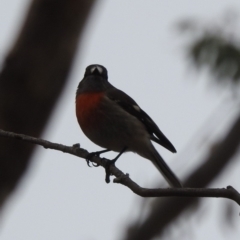 Petroica boodang at Paddys River, ACT - 22 Apr 2018