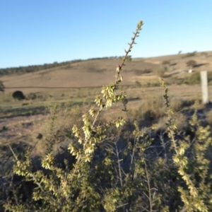 Styphelia fletcheri subsp. brevisepala at Yass River, NSW - 17 Aug 2019 06:32 AM