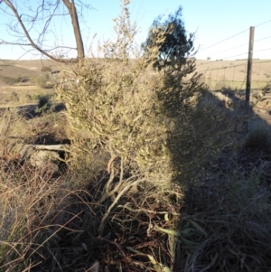 Leucopogon fletcheri subsp. brevisepalus at Yass River, NSW - 17 Aug 2019