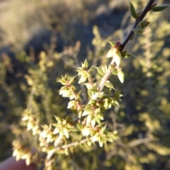 Styphelia fletcheri subsp. brevisepala at Yass River, NSW - 17 Aug 2019 06:32 AM