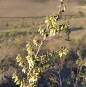 Leucopogon fletcheri subsp. brevisepalus at Yass River, NSW - 17 Aug 2019