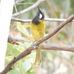 Nesoptilotis leucotis (White-eared Honeyeater) at Paddys River, ACT - 22 Apr 2018 by YumiCallaway