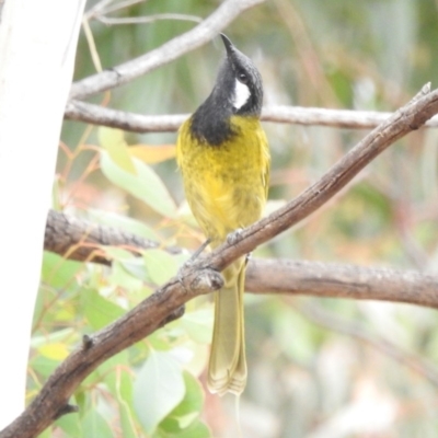 Nesoptilotis leucotis (White-eared Honeyeater) at Paddys River, ACT - 22 Apr 2018 by YumiCallaway