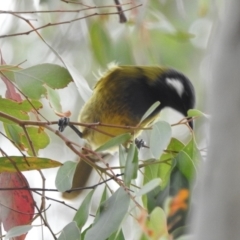 Nesoptilotis leucotis at Paddys River, ACT - 22 Apr 2018