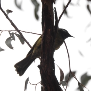 Nesoptilotis leucotis at Paddys River, ACT - 22 Apr 2018