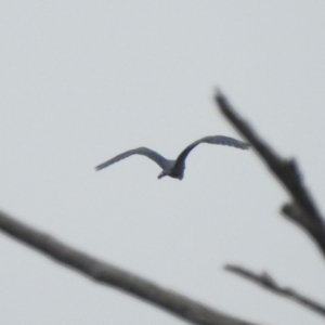 Ardea pacifica at Paddys River, ACT - 22 Apr 2018 10:11 AM