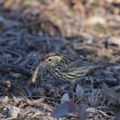 Pyrrholaemus sagittatus (Speckled Warbler) at Watson, ACT - 16 Aug 2019 by kdm