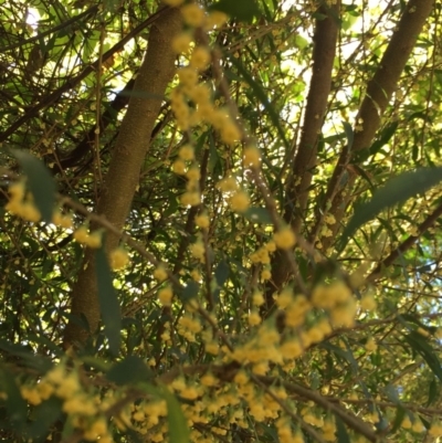 Melicytus dentatus (Tree Violet) at Chinnock, NSW - 17 Aug 2019 by hynesker1234