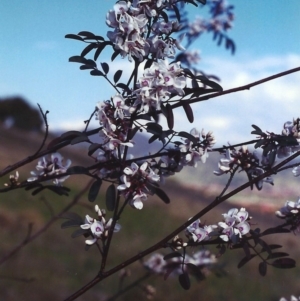 Indigofera australis subsp. australis at Bonython, ACT - 28 Sep 2000