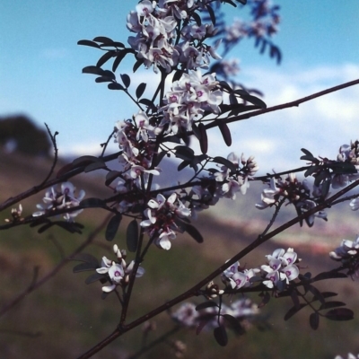 Indigofera australis subsp. australis (Australian Indigo) at Barneys Hill/Mt Stranger - 28 Sep 2000 by MichaelBedingfield