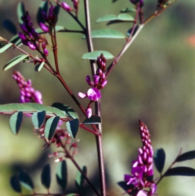 Indigofera australis subsp. australis (Australian Indigo) at Tuggeranong Hill - 29 Sep 2000 by michaelb