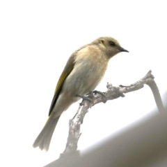 Ptilotula fusca (Fuscous Honeyeater) at Fyshwick, ACT - 16 Aug 2019 by jb2602