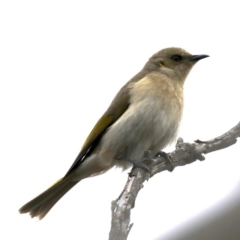 Ptilotula fusca at Fyshwick, ACT - 16 Aug 2019