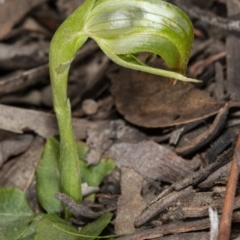 Pterostylis nutans (Nodding Greenhood) at Point 5204 - 17 Aug 2019 by DerekC