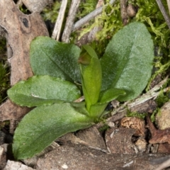 Pterostylis nutans (Nodding Greenhood) at Hackett, ACT - 17 Aug 2019 by DerekC