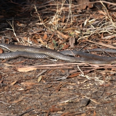 Pseudonaja textilis (Eastern Brown Snake) at Jerrabomberra Wetlands - 17 Aug 2019 by jb2602