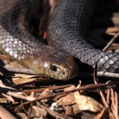 Pseudonaja textilis at Fyshwick, ACT - 17 Aug 2019