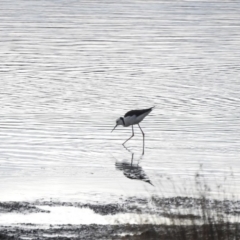 Himantopus leucocephalus (Pied Stilt) at Bega, NSW - 16 Aug 2019 by RyuCallaway