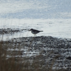 Charadrius melanops (Black-fronted Dotterel) at Bega, NSW - 16 Aug 2019 by RyuCallaway