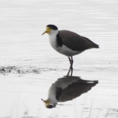 Vanellus miles (Masked Lapwing) at Bega, NSW - 16 Aug 2019 by RyuCallaway