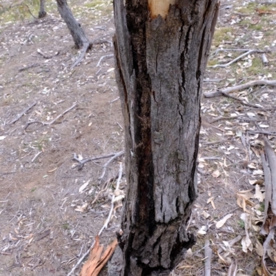 Papyrius nitidus (Shining Coconut Ant) at Molonglo River Reserve - 18 Aug 2019 by Kurt
