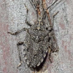 Alcaeus varicornis (Acacia shield bug) at Hackett, ACT - 16 Aug 2019 by TimL