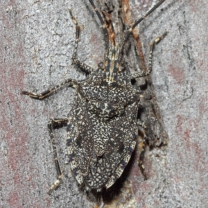 Alcaeus varicornis at Hackett, ACT - 16 Aug 2019