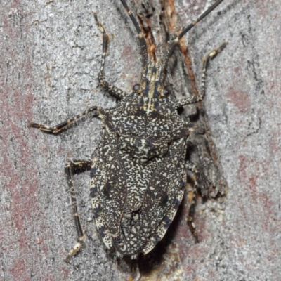 Alcaeus varicornis (Acacia shield bug) at Hackett, ACT - 16 Aug 2019 by TimL