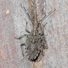 Alcaeus varicornis at Hackett, ACT - 16 Aug 2019