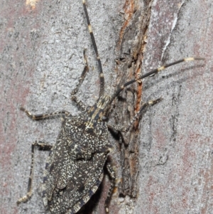 Alcaeus varicornis at Hackett, ACT - 16 Aug 2019