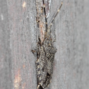 Alcaeus varicornis at Hackett, ACT - 16 Aug 2019