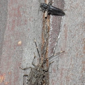 Alcaeus varicornis at Hackett, ACT - 16 Aug 2019