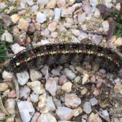 Apina callisto (Pasture Day Moth) at Paddys River, ACT - 18 Aug 2019 by AndrewCB