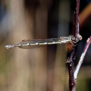 Austrolestes leda at Fyshwick, ACT - 18 Aug 2019 12:15 PM