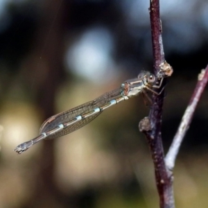 Austrolestes leda at Fyshwick, ACT - 18 Aug 2019 12:15 PM