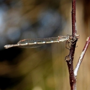 Austrolestes leda at Fyshwick, ACT - 18 Aug 2019 12:15 PM