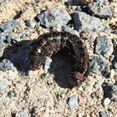 Apina callisto (Pasture Day Moth) at Burra, NSW - 15 Aug 2019 by JohnBundock