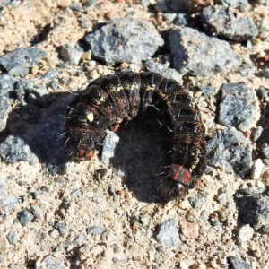 Apina callisto at Burra, NSW - 15 Aug 2019