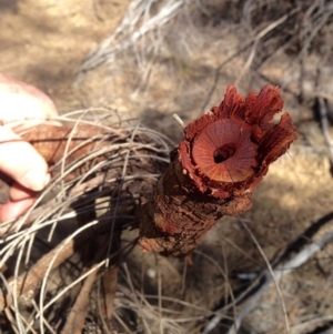 Allocasuarina verticillata at Booth, ACT - 6 Aug 2019 11:30 AM