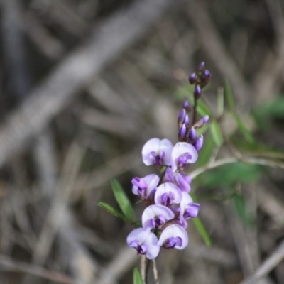 Glycine clandestina (Twining Glycine) at Moruya, NSW - 18 Aug 2019 by LisaH