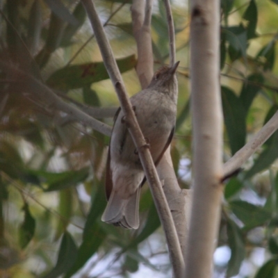 Colluricincla harmonica (Grey Shrikethrush) at Moruya, NSW - 18 Aug 2019 by LisaH