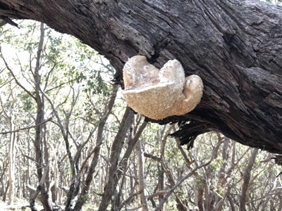 Laetiporus portentosus (White Punk) at Bawley Point, NSW - 18 Aug 2019 by PaulyB