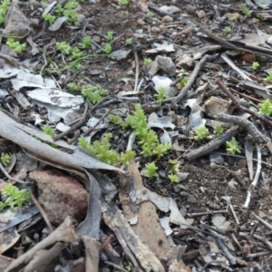 Crassula sp. at Hackett, ACT - 17 Aug 2019