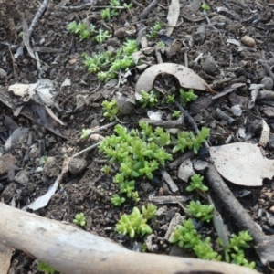 Crassula sp. at Hackett, ACT - 17 Aug 2019