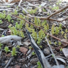 Crassula sp. at Hackett, ACT - 17 Aug 2019