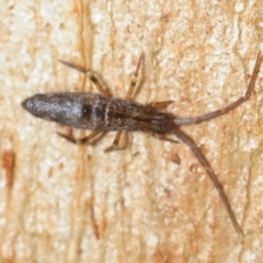 ENTOMOBRYOMORPHA (order) (Springtail) at Bemboka, NSW - 15 Aug 2019 by Harrisi