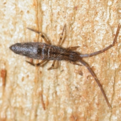 Entomobryomorpha (order) (Entomobryomorph springtail) at Bemboka, NSW - 15 Aug 2019 by Harrisi