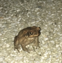 Rhinella marina (Cane Toad) at Noosa Heads, QLD - 18 Aug 2019 by FelicityM